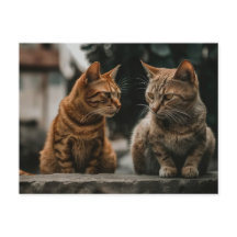 Deux chats Tom Parlant Drôle Chat