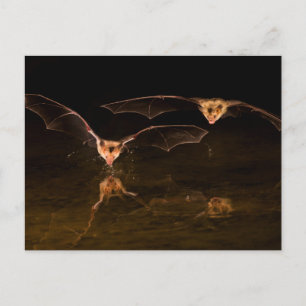 Carte Postale Deux chauves-souris volant au-dessus de l'eau, Ari