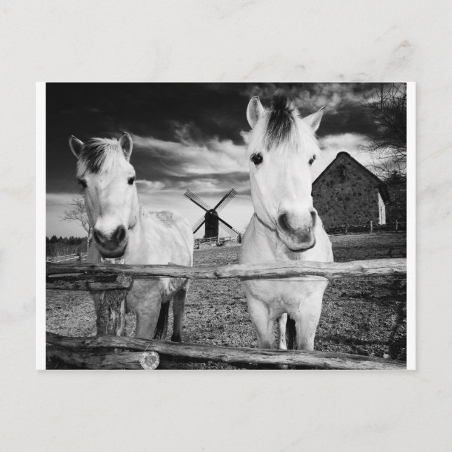 Carte Postale Deux chevaux (Devant)