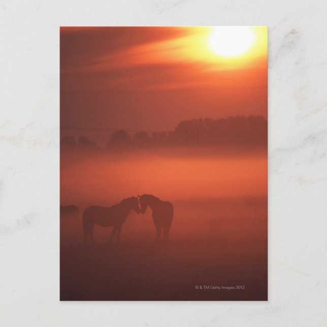 Carte Postale Deux chevaux au coucher du soleil (Devant)