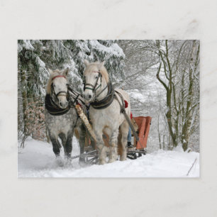 Carte Postale Deux Chevaux blancs tirant un traîneau à travers l