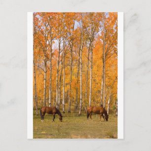 Carte Postale Deux Chevaux De Pâturage À L'Automne