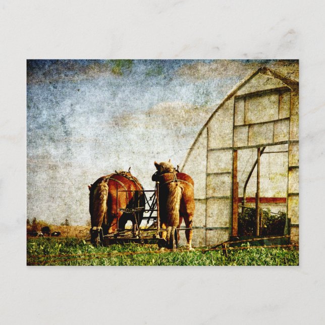Carte Postale Deux Chevaux Prêts Pour Le Travail (Devant)