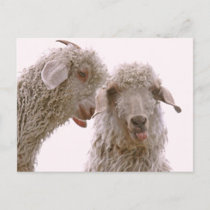 Carte Postale Deux chèvres stupides