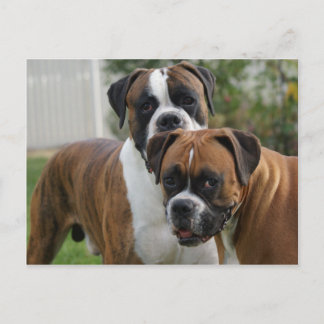 Carte Postale Deux chiens de boxe