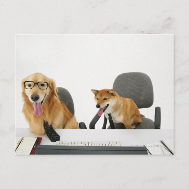 Carte Postale Deux chiens portant cravate et lunettes, assis sur (Devant)