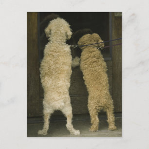 Carte Postale Deux chiens regardant par la fenêtre de la porte, 