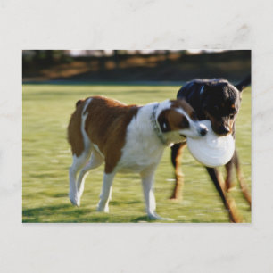 Carte Postale Deux chiens se battent sur le disque plastique