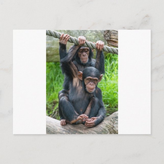 Carte Postale Deux chimpanzés qui jouent (Devant)