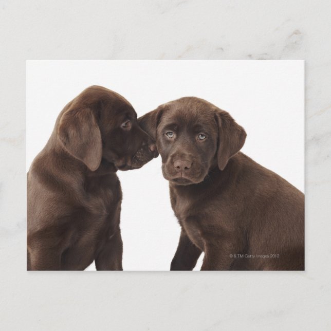 Carte Postale Deux chiots au chocolat Labrador Retriever (Devant)