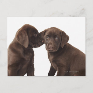 Carte Postale Deux chiots de labrador retriever de chocolat