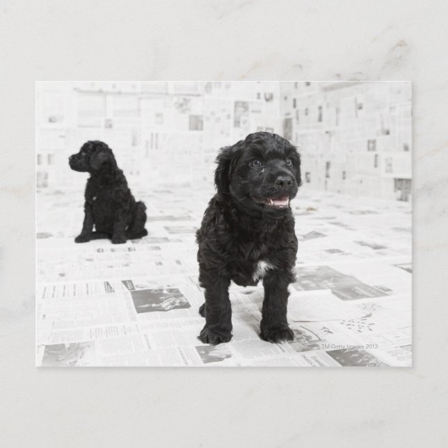 Carte Postale Deux chiots portugais Water Dog dans une chambre (Devant)