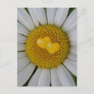 Carte Postale Deux coeurs sur marguerite