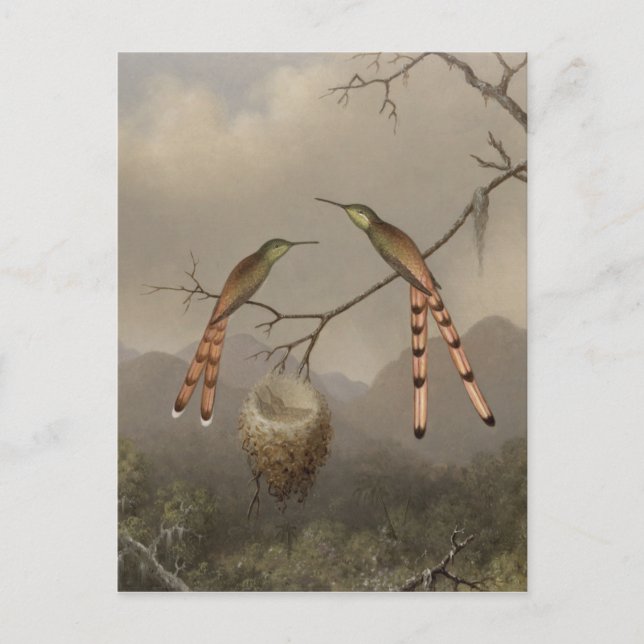 Carte Postale Deux colibris avec leur jeune (Devant)