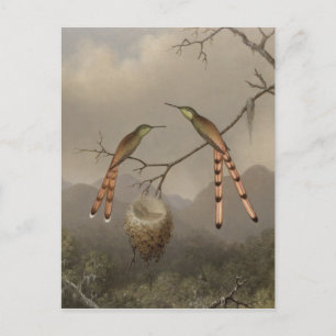 Carte Postale Deux colibris avec leur jeune