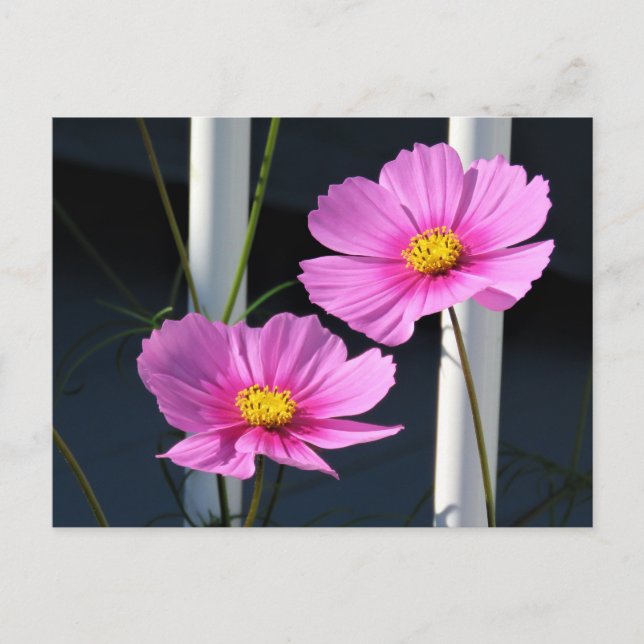 Carte Postale Deux Cosmos Rose à travers la grille de porche (Devant)