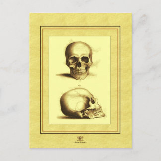 Carte Postale Deux crânes antiques