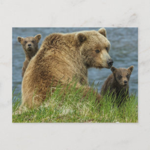 Carte Postale Deux cubes d'ours Brown avec Mère près de l'eau