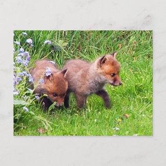 Carte Postale Deux Cubes Fox
