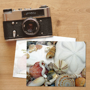 Carte postale Deux Dollars des Sables vierge