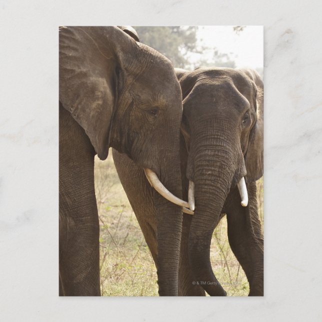 Carte Postale Deux éléphants africains Bush (Loxodonta Africana) (Devant)