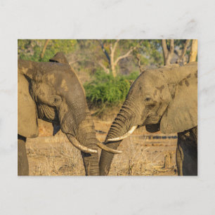 Carte postale - Deux éléphants africains masculins