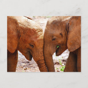 Carte Postale Deux éléphants ensemble montrant l'affection
