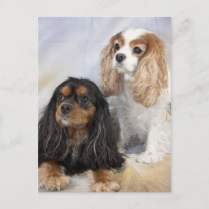 Carte Postale Deux Espagnols Cavalier King Charles