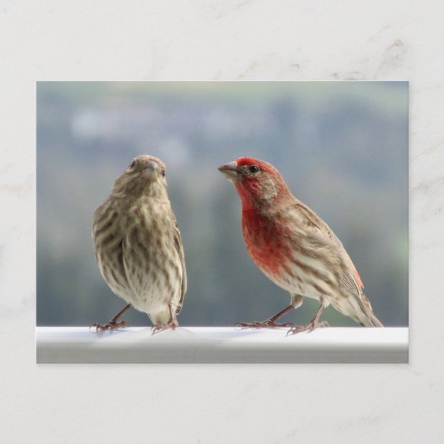 Carte Postale Deux Finches Flirtent. (Devant)