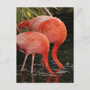 Carte Postale Deux flamants à tête dans l'eau