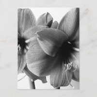 Deux fleurs d'Amaryllis Photo Verticale