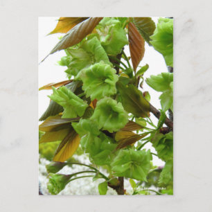 Carte Postale Deux fleurs de cerisiers : Gioiko [Carte postale]