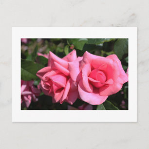 Carte Postale deux fleurs de rose rose chaud parfait. amour