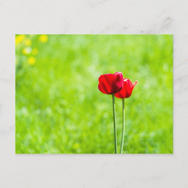 Carte Postale Deux fleurs de tulipes rouges (Devant)