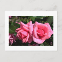 deux fleurs roses roses chaudes.