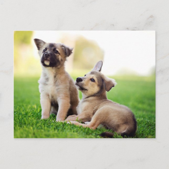 Carte Postale Deux German Shepherd (Devant)
