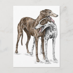 Carte Postale Deux Greyhound Friends Dog Art