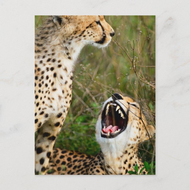 Carte Postale Deux guépards (Devant)