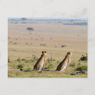 Carte Postale Deux guépards à l'oeil