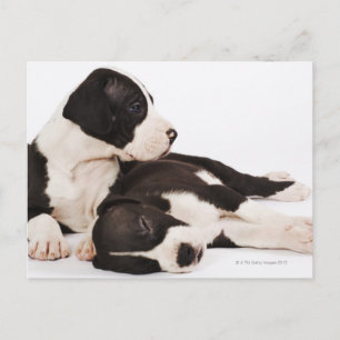 Carte Postale Deux Harlequins De Grands Chiots Danois