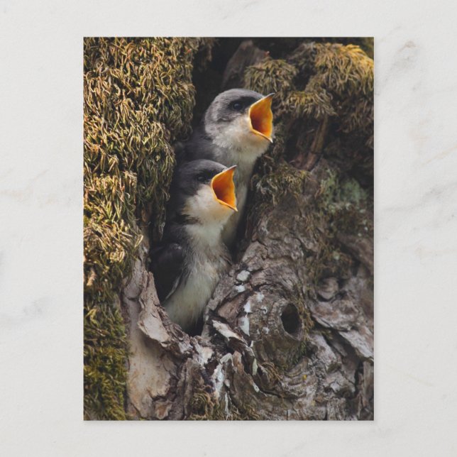 Carte Postale Deux hirondelles d'arbre à bébé (Devant)
