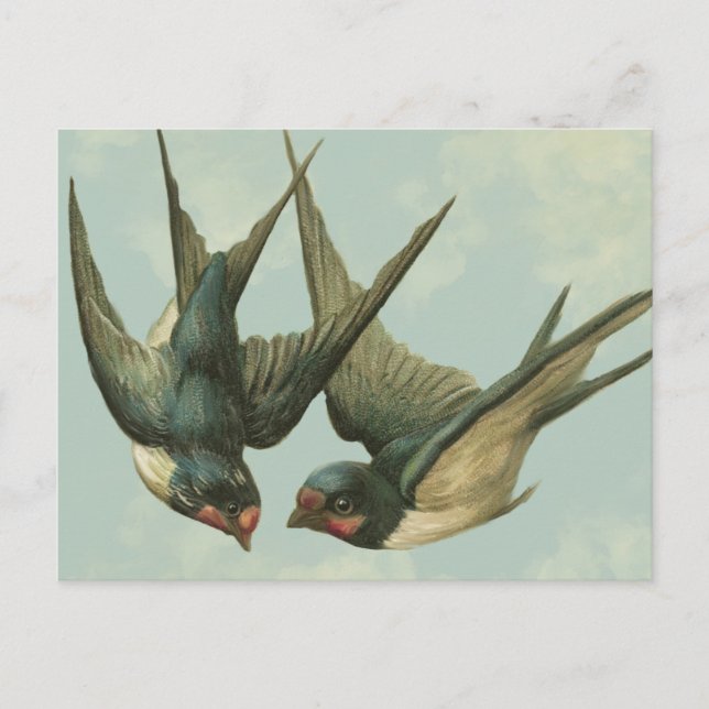Carte Postale Deux hirondelles Vintages (Devant)