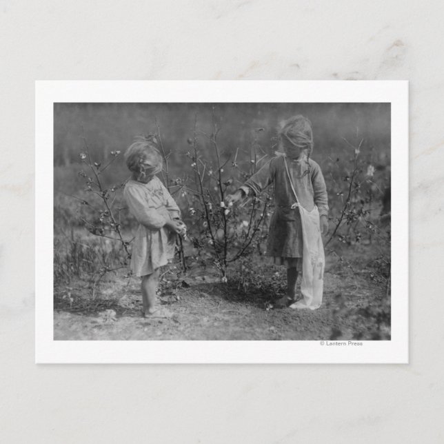 Carte Postale Deux jeunes filles qui ramassent du coton Photogra (Devant)