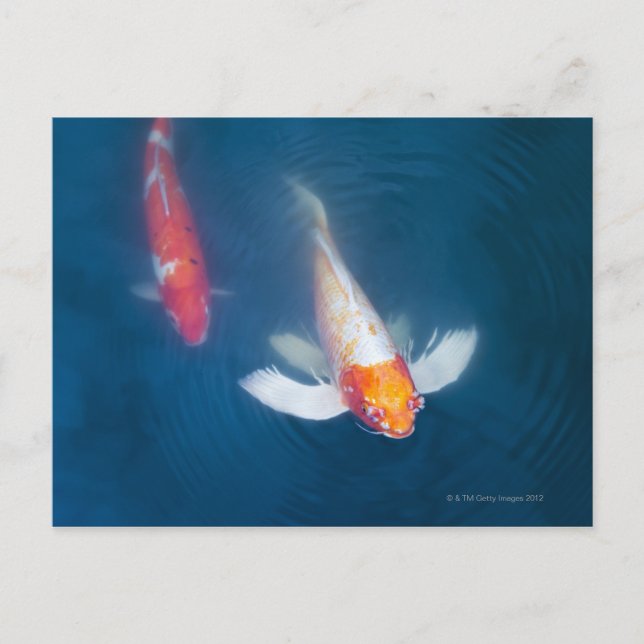 Carte Postale Deux koi japonais dans l'étang (Devant)