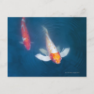 Carte Postale Deux koi japonais dans l'étang