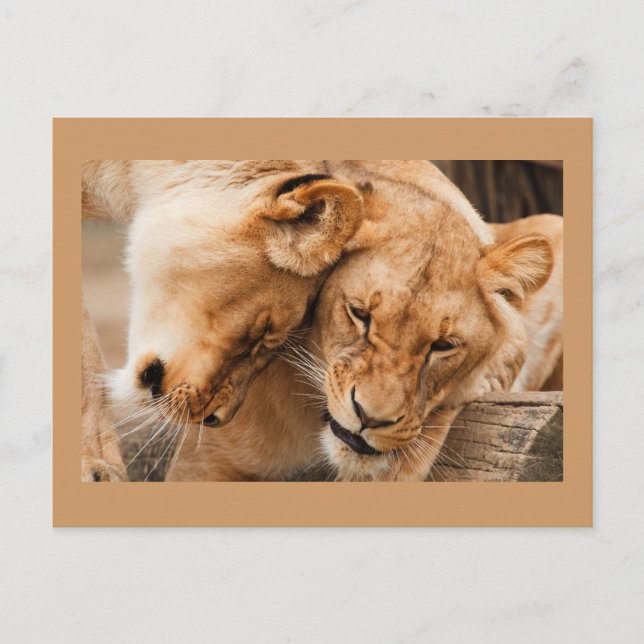 Carte postale Deux Lions (Devant)