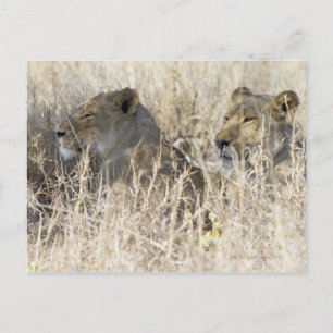 Carte Postale Deux lions cachés dans l'herbe sèche, Kruger Natio