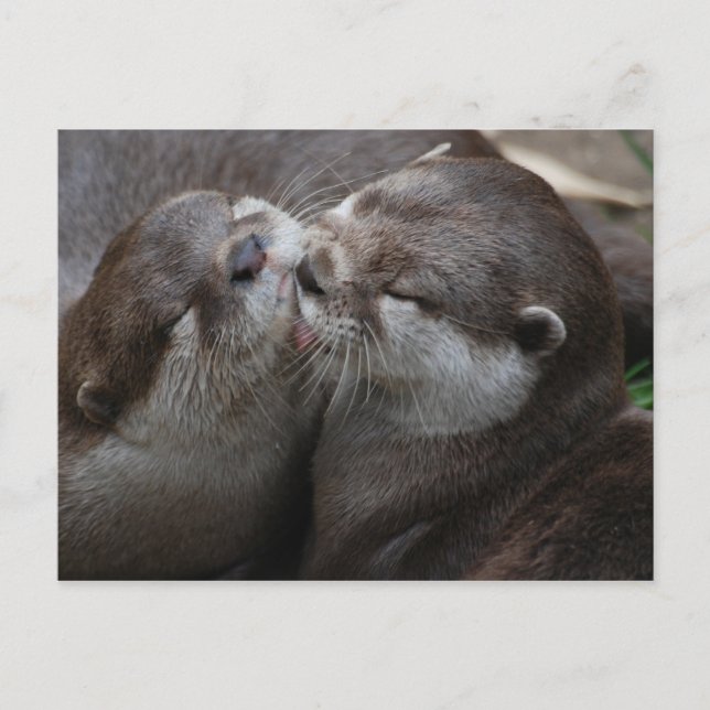 Carte Postale Deux loutres adorables (Devant)