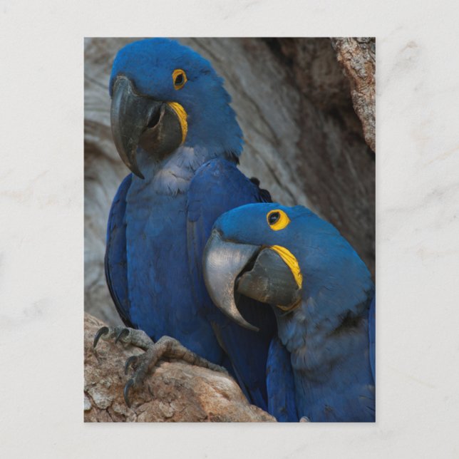 Carte Postale Deux Macaws Hyacinth, Brésil (Devant)