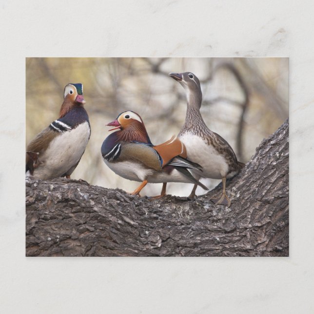 Carte Postale Deux mâles se disputant une femelle canard mandari (Devant)